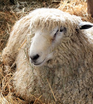 Baa, Baa, Black Sheep: The Maryland Sheep and Wool Festival Maryland Sheep and Wool Festival