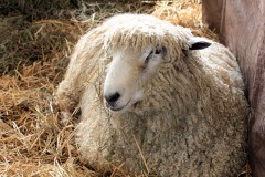 Maryland Sheep and Wool Festival